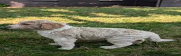 Goldendoodle dogs for sale: Chloe  - Ad 10