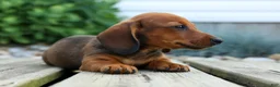 Miniature Dachshund dogs for sale: Snoopy💙 - Ad 11