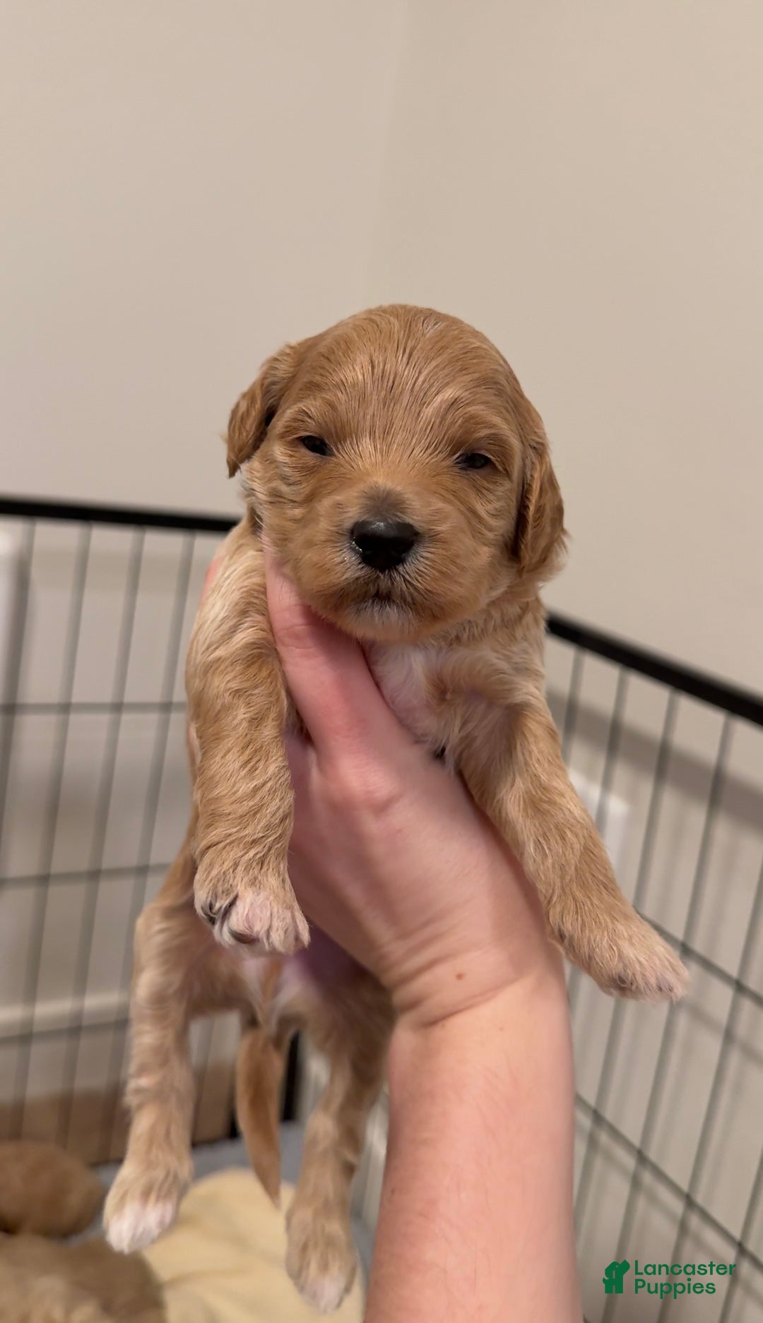 Maltipoo dogs for sale: Maltipoo Puppy 2 - Ad 5