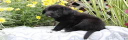 Labrador Retriever dogs for sale: Cooper - Ad 3