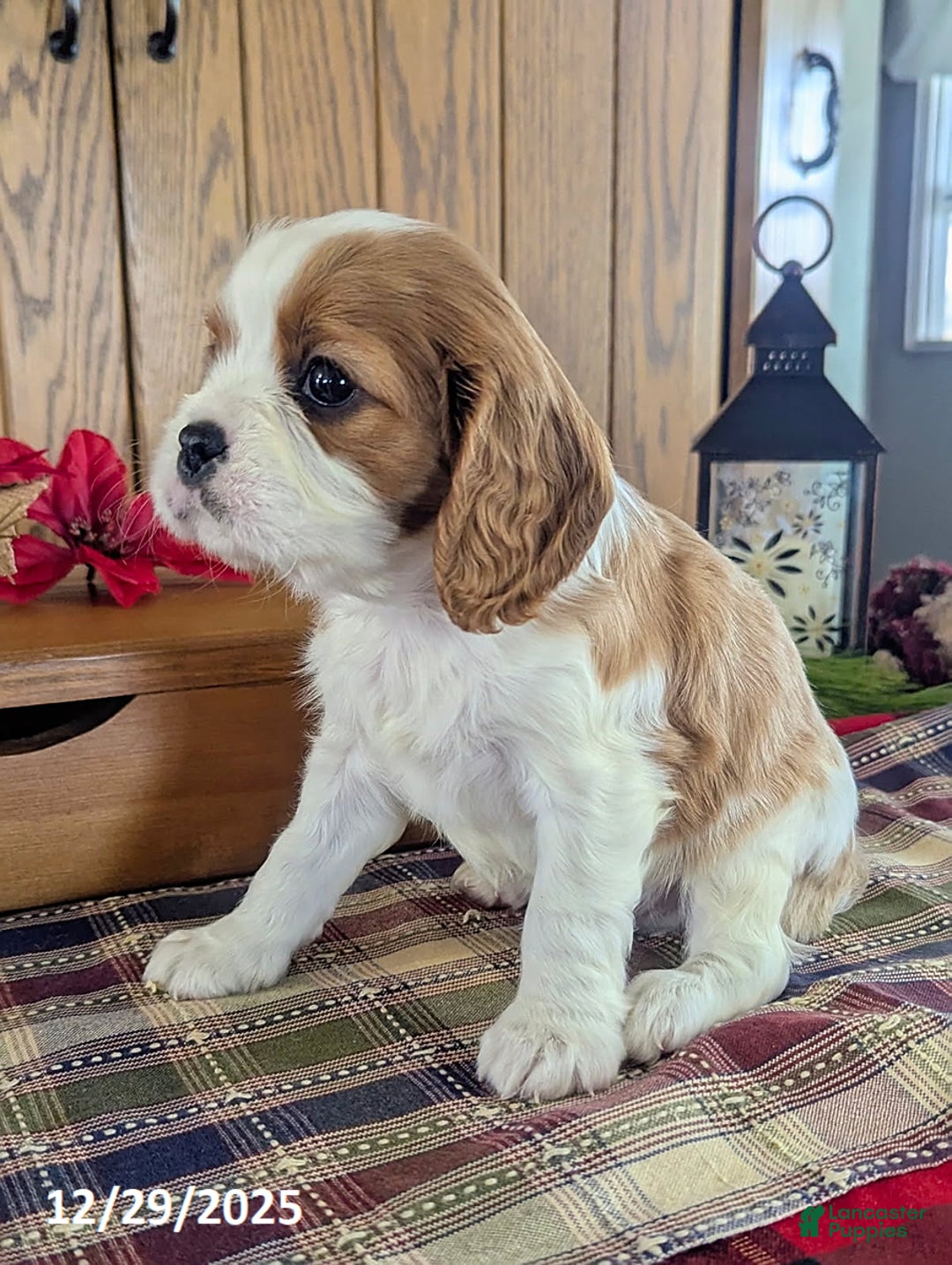 Cavalier King Charles Spaniel dogs for sale: Jay - Ad 3