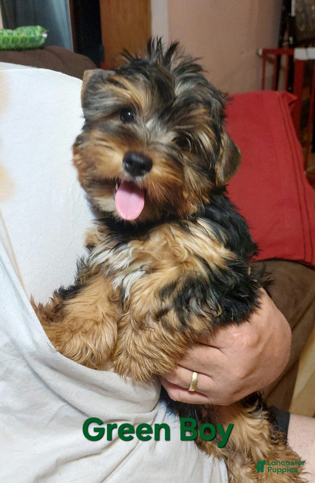 Gallery Image {{count}}