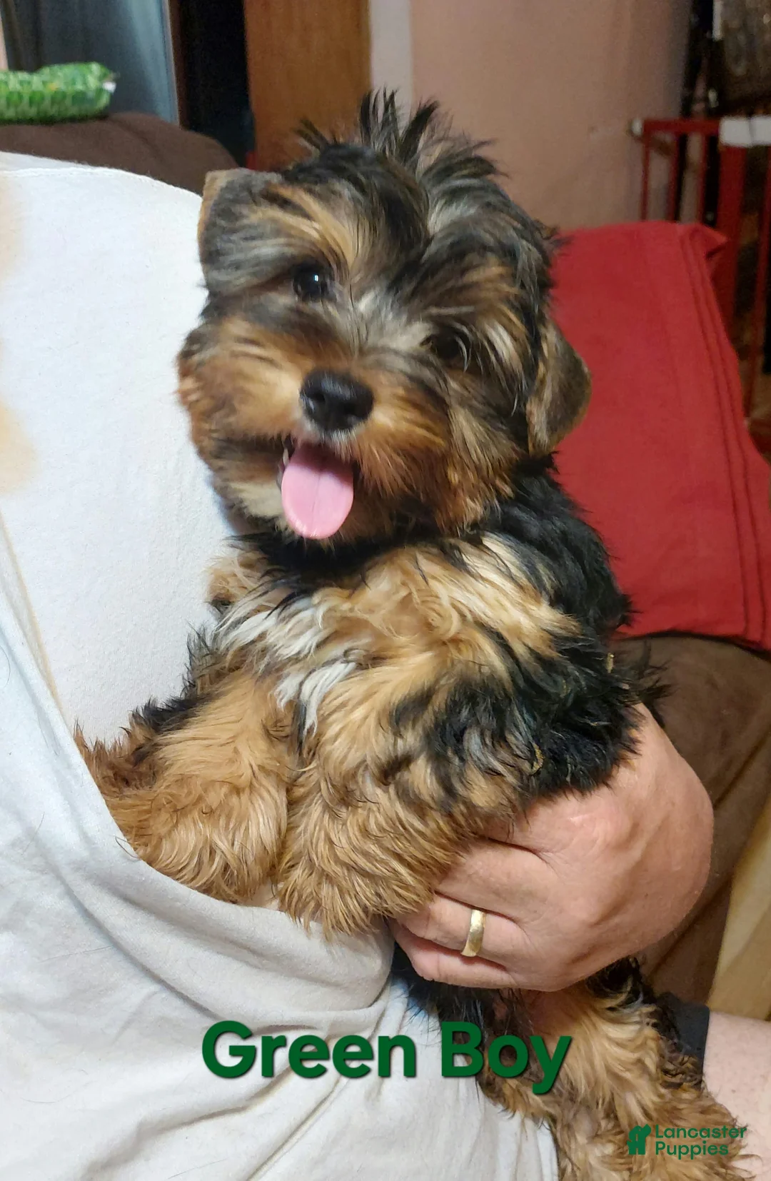 Gallery Image {{count}}