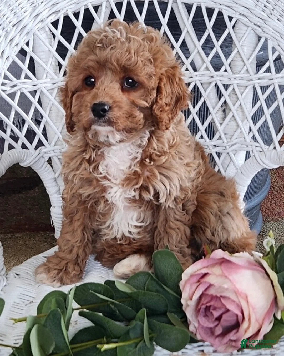 Cavapoo dogs for sale: Glenda - Ad 3