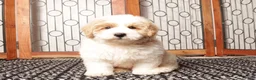Mini Aussiedoodle dogs for sale: Ace - Cute F1B Mini Aussie Doodle  - Ad 4