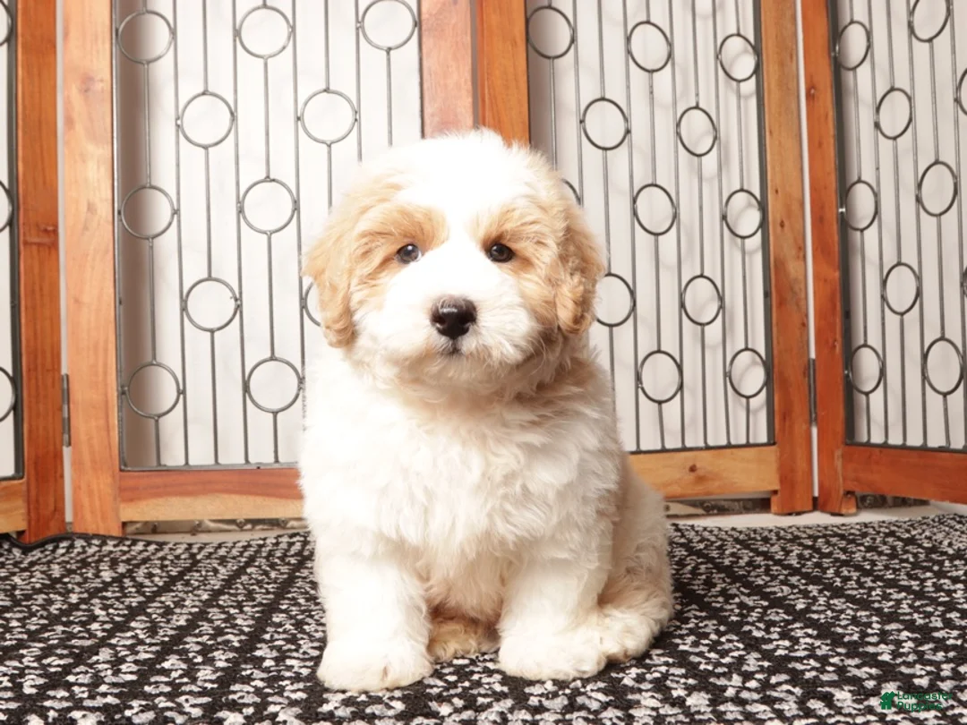 Mini Aussiedoodle dogs for sale: Ace - Cute F1B Mini Aussie Doodle  - Ad 4