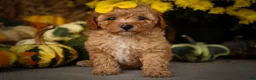 Miniature Poodle dogs for sale: Jimbo💙 - Ad 9
