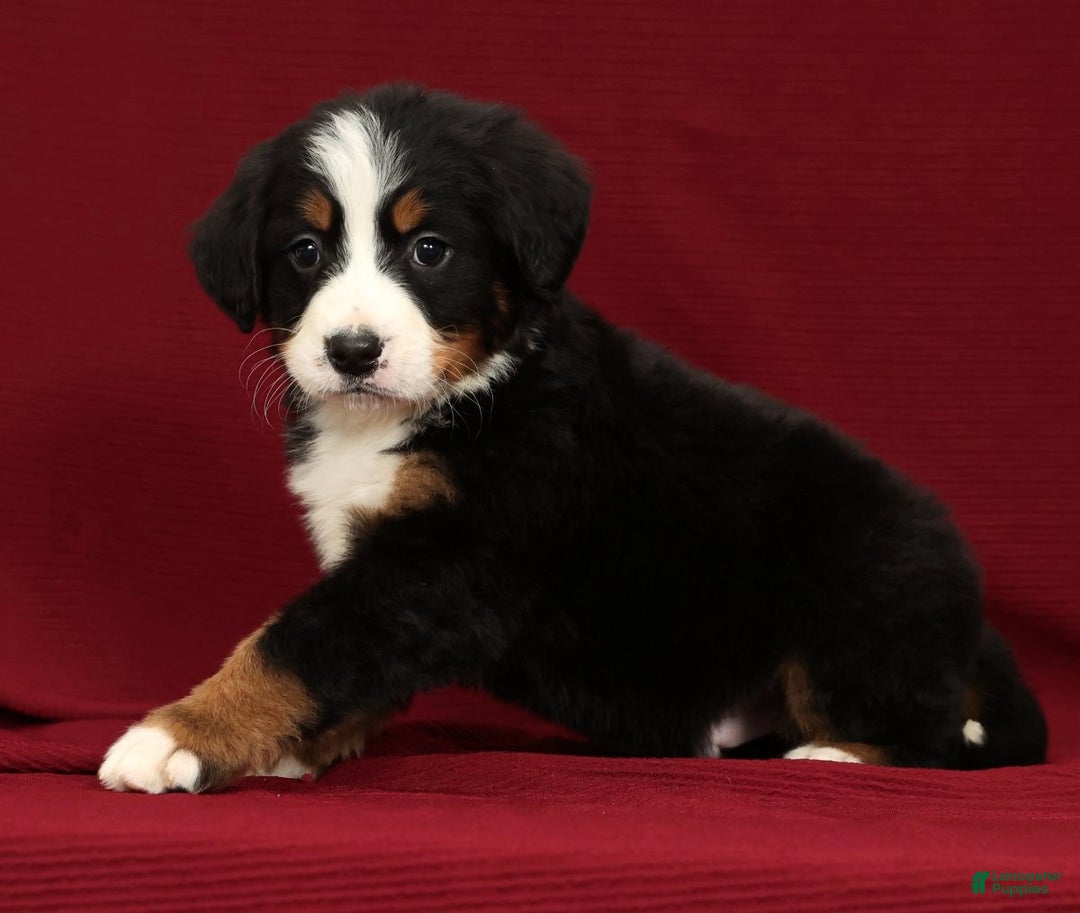 Bernese Mountain Dog dogs for sale: Zack - Ad 6