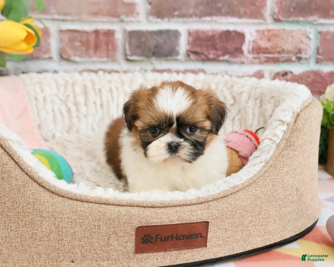 Shih Tzu dogs for sale: Flower  - Ad 1