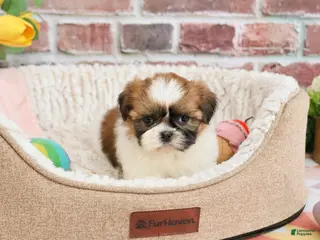 Shih Tzu dogs Flower - Ad 26