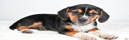 Beagle dogs for sale: Ann - Ad 7