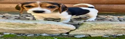 Beagle dogs for sale: Bella - Ad 7