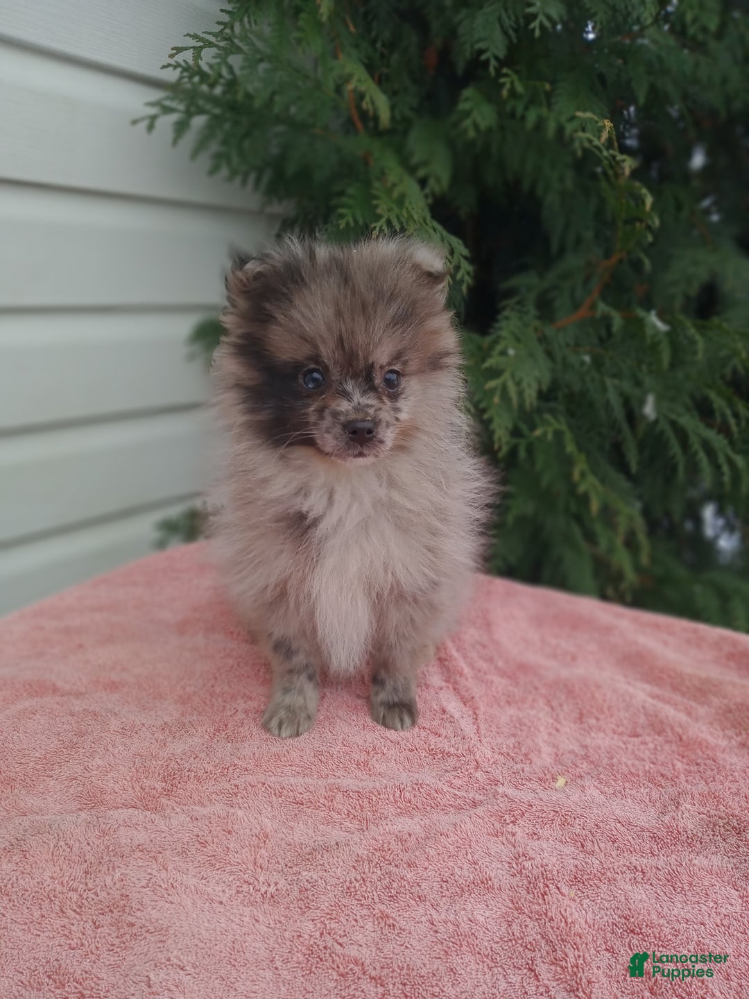 Pomeranian dogs for sale: Casper - Ad 1