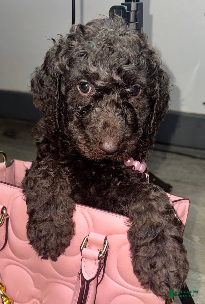 Labradoodle dogs Honeypot  - Ad 25