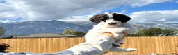 Standard Poodle dogs for sale: Standard Poodle 9 - Ad 3