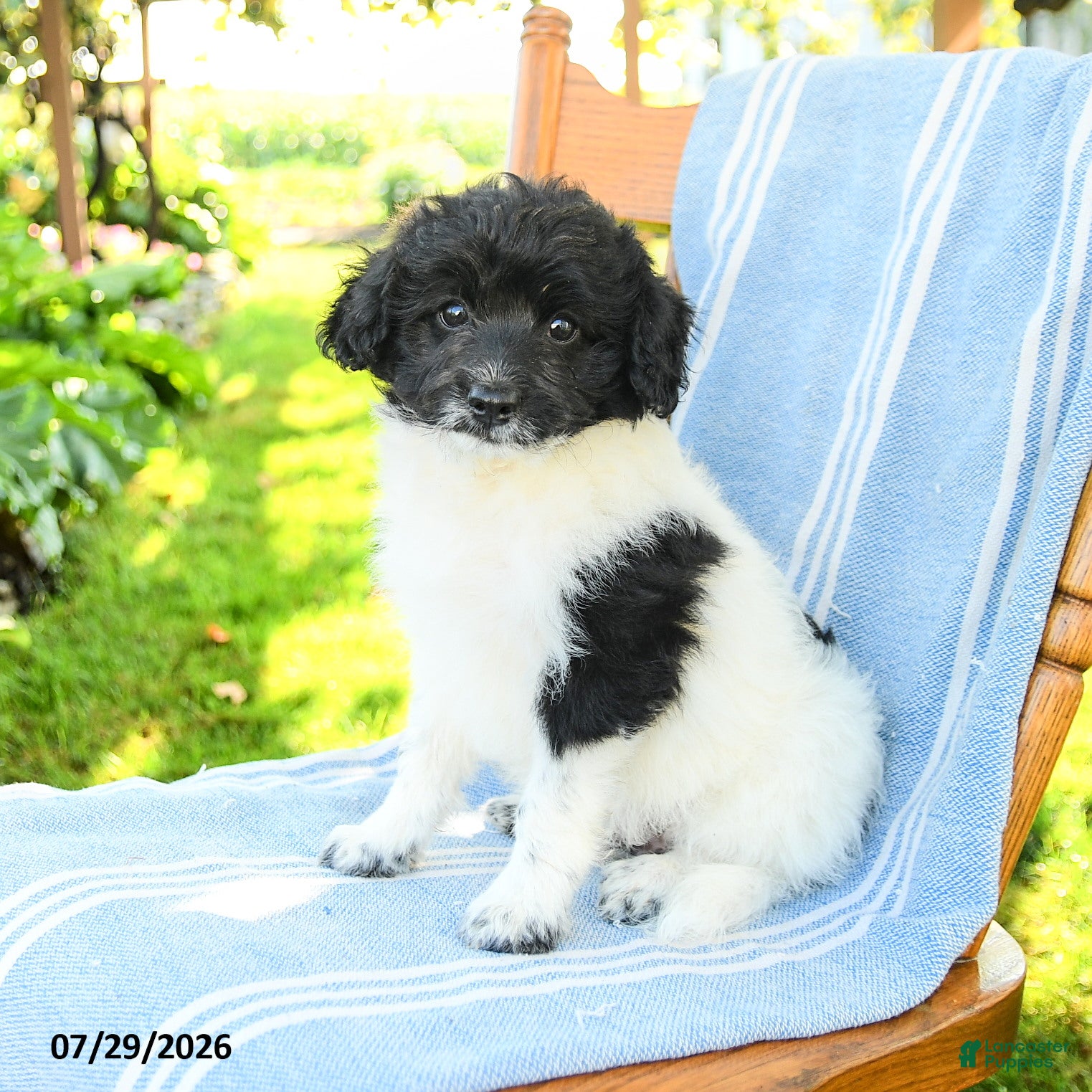 Mixed Breed dogs for sale: Russell - Ad 3