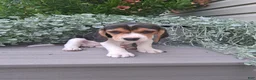Beagle dogs for sale: DOLLY - Ad 4
