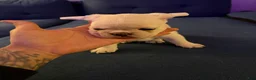 French Bulldog dogs for sale: French Bulldog 2 peanut - Ad 2