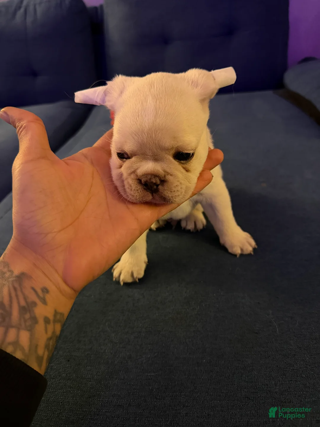French Bulldog dogs for sale: French Bulldog 2 peanut - Ad 2