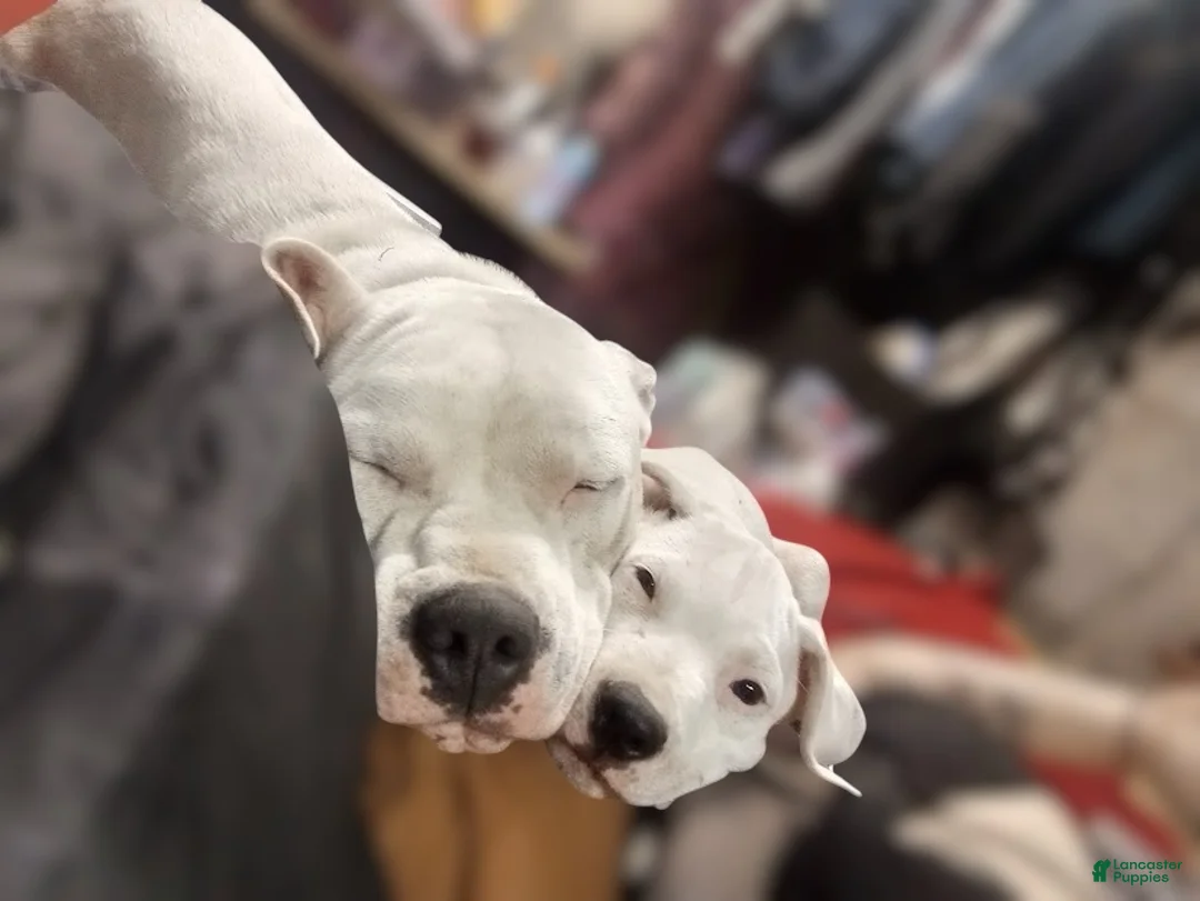 American Staffordshire Terrier dogs for sale: American Staffordshire Terrier Puppy 6 - Ad 2