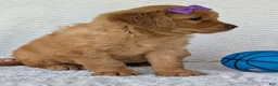 Golden Retriever dogs for sale: Miss Millie  - Ad 7