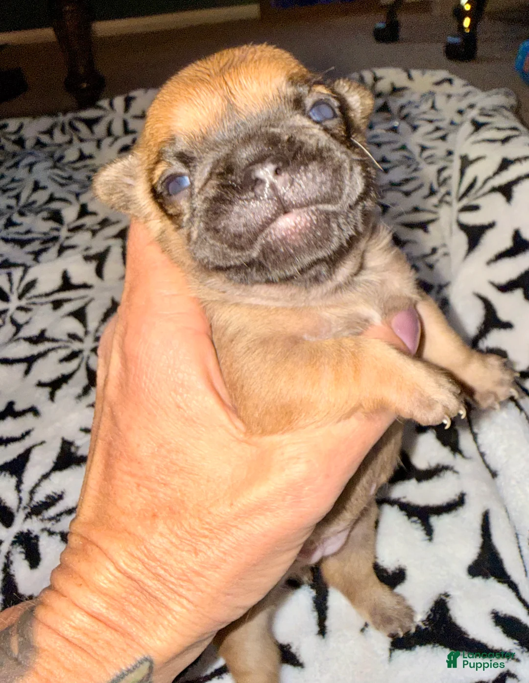 French Bulldog dogs for sale: French Bulldog Puppy 3 - Ad 11