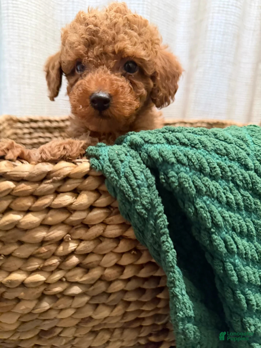 Toy Poodle dogs for sale: Toy Poodle 2 - Ad 1