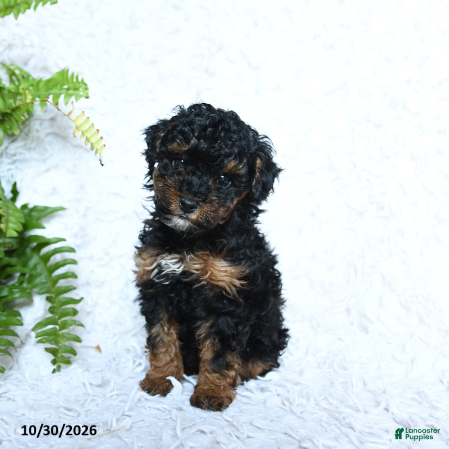 Toy Poodle dogs for sale: Brianna - Ad 1