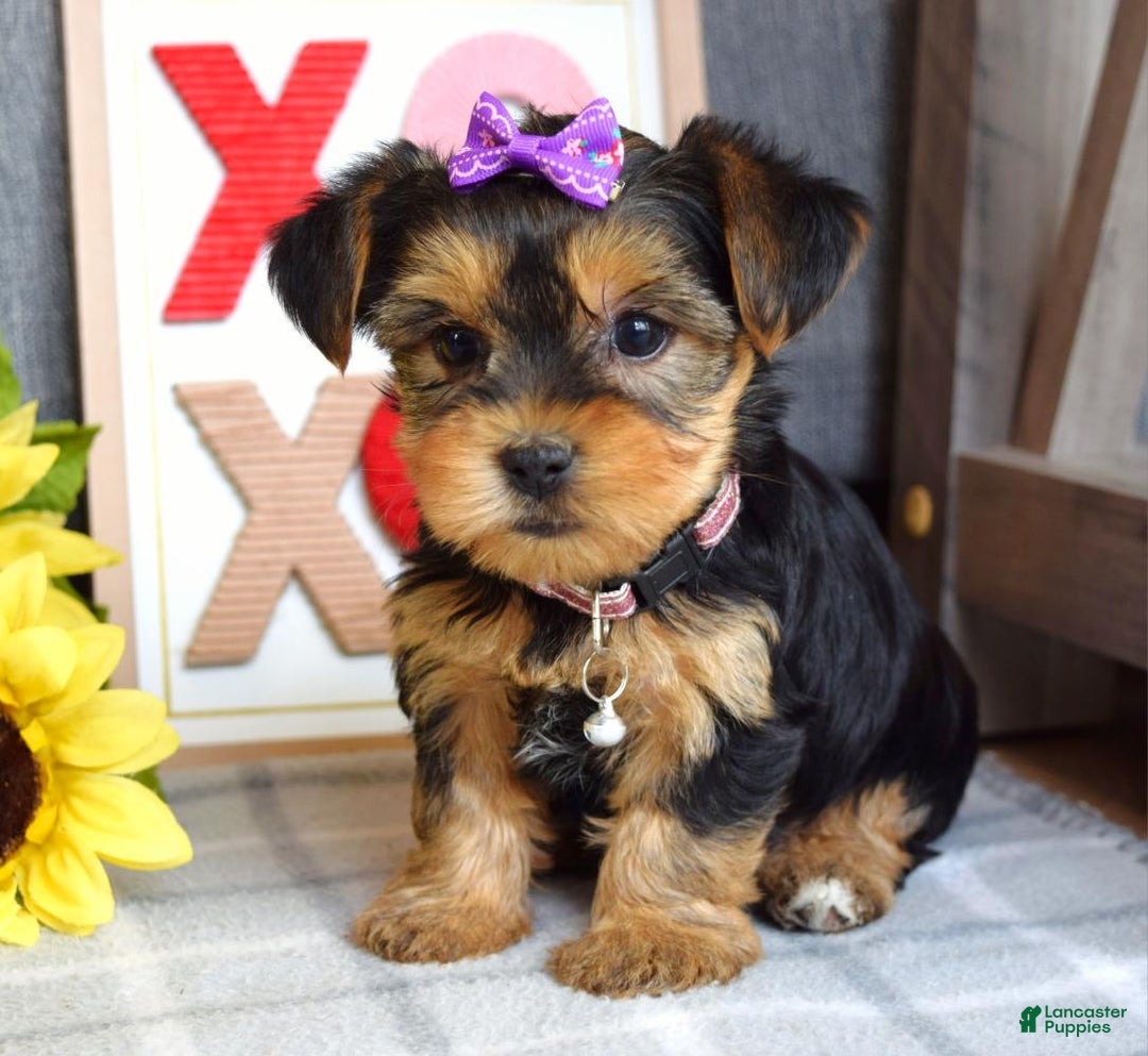 Yorkshire Terrier dogs for sale: Harper  - Ad 2