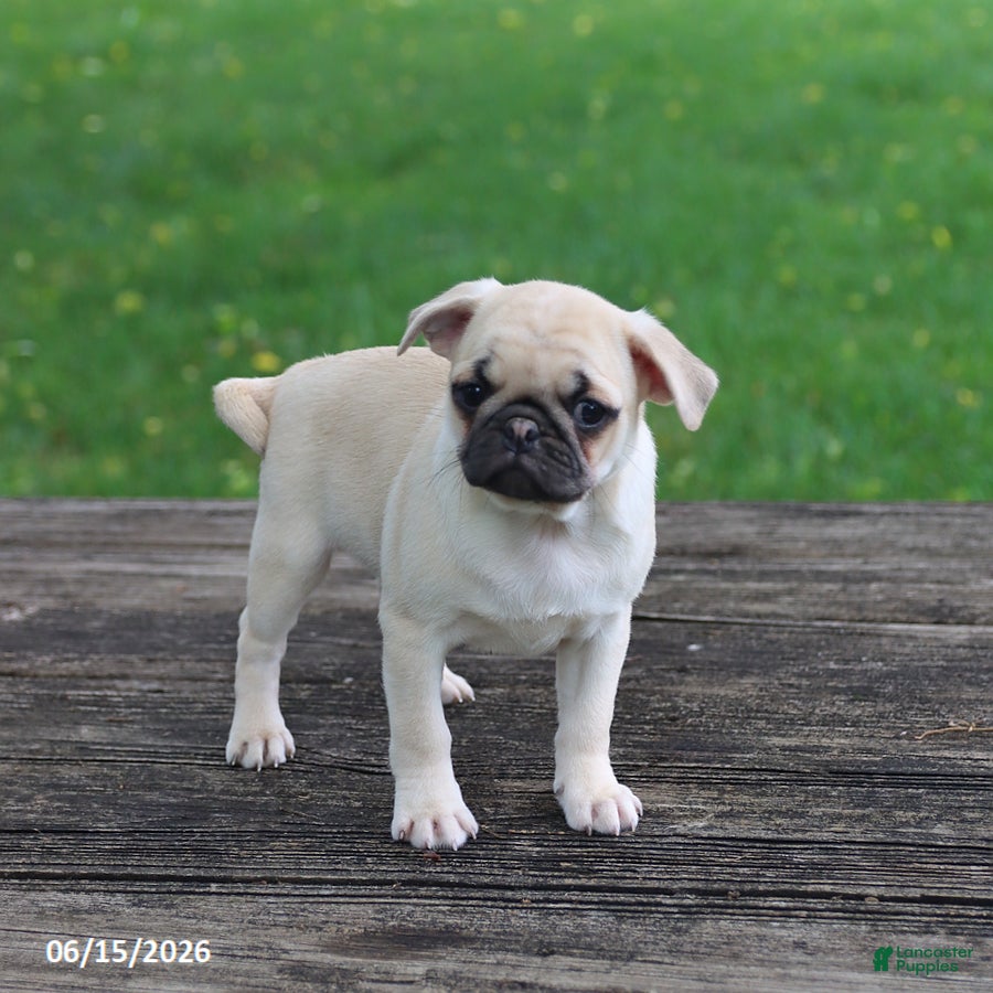Pug dogs Lilac - Ad 2