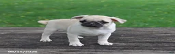 Pug dogs for sale: Lilac - Ad 7