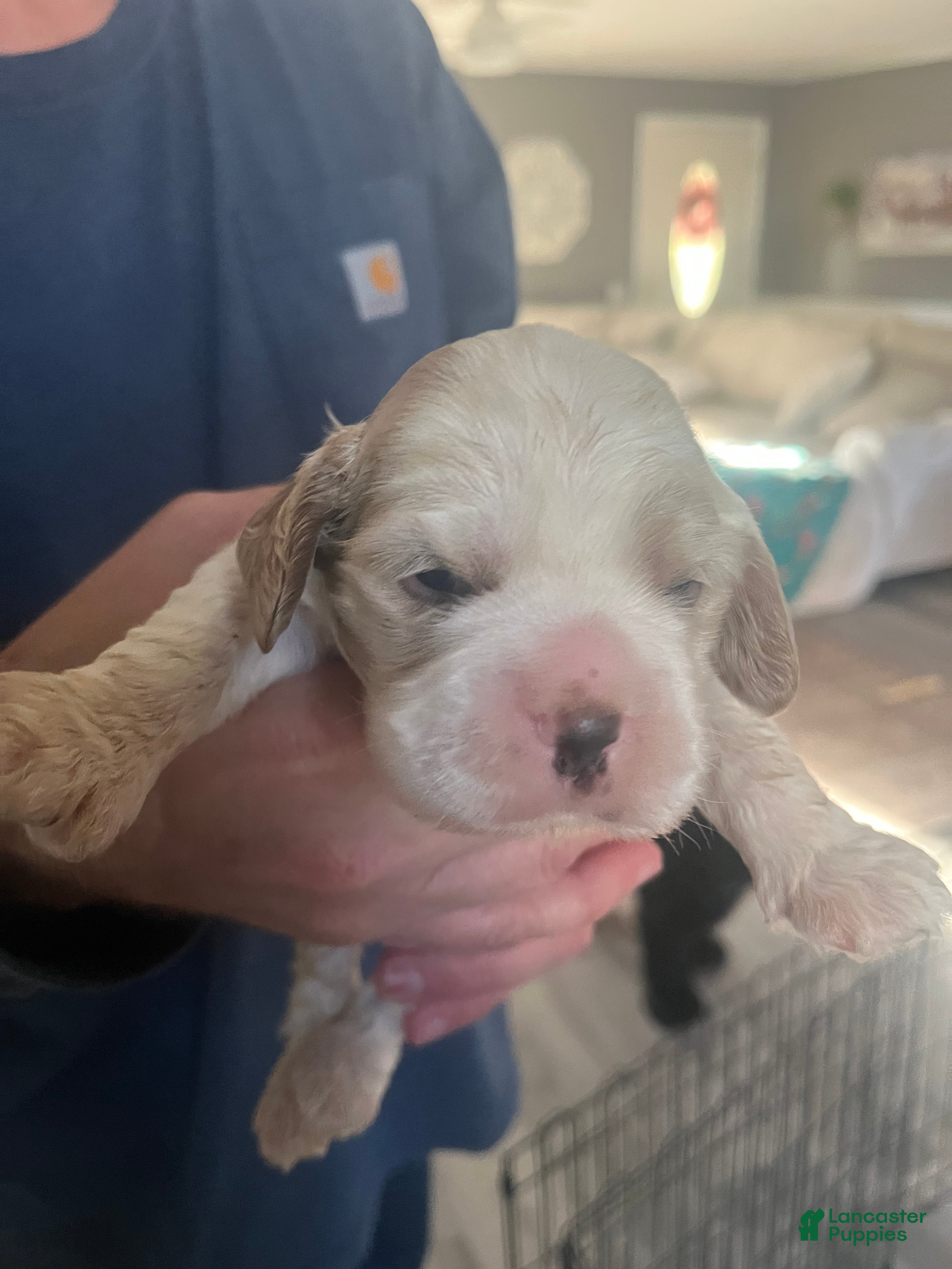 Cocker Spaniel dogs Cocker Spaniel Puppy 2 - Ad 12