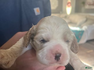 Cocker Spaniel dogs Cocker Spaniel Puppy 2 - Ad 11