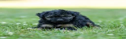 Miniature Poodle dogs for sale: Misty Miniature Poodle  - Ad 7