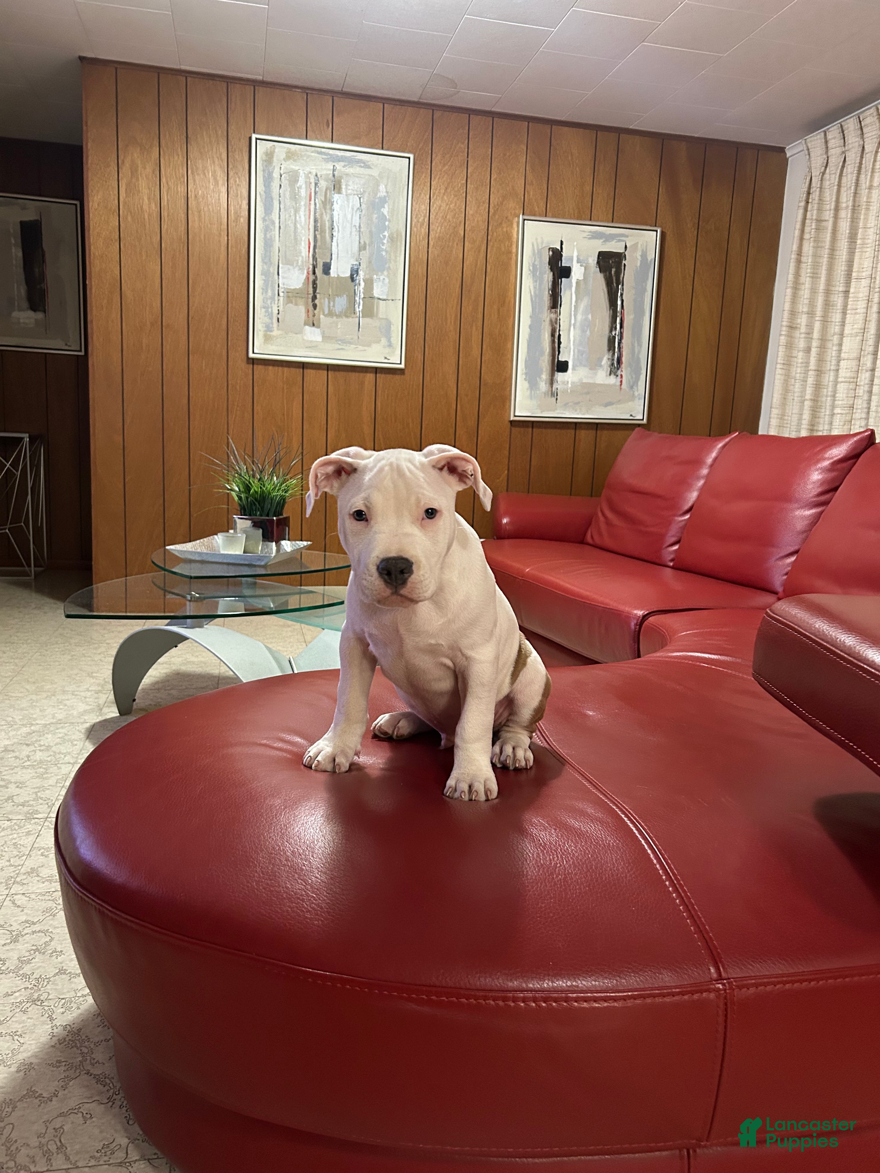 American Bully dogs American Bully Puppy 1 - Ad 42