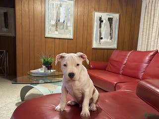 American Bully dogs American Bully Puppy 1 - Ad 24