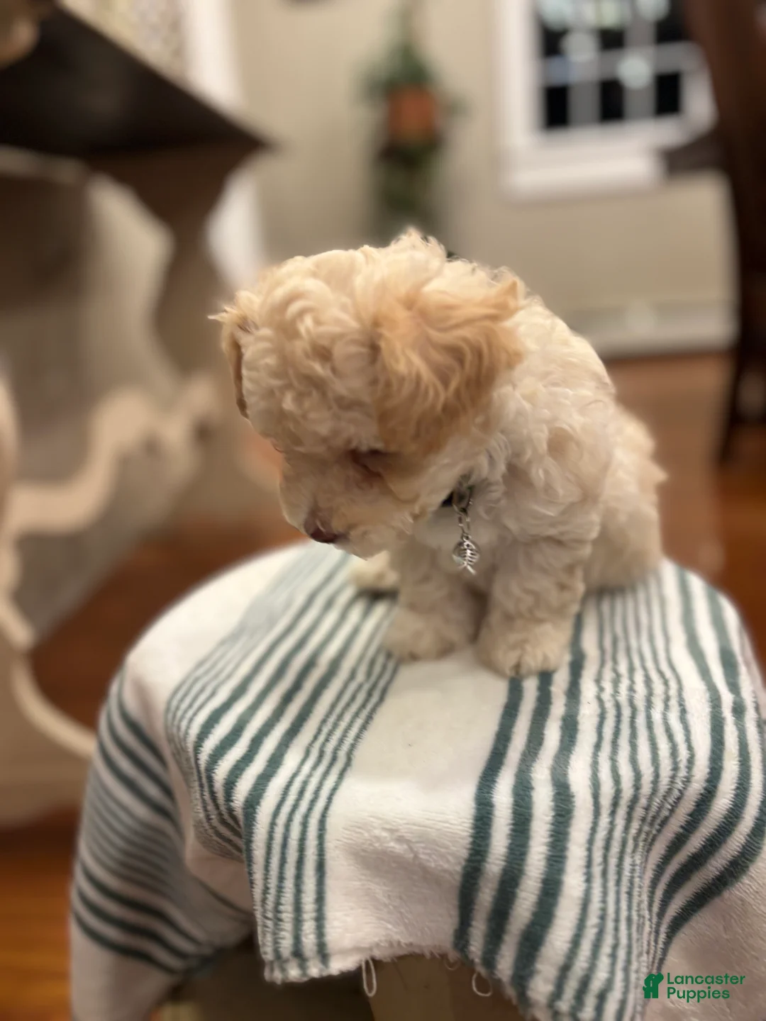 Maltipoo dogs for sale: Champ - Ad 2