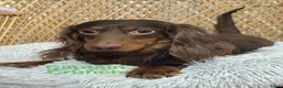 Miniature Dachshund dogs for sale: Diesel - Ad 6
