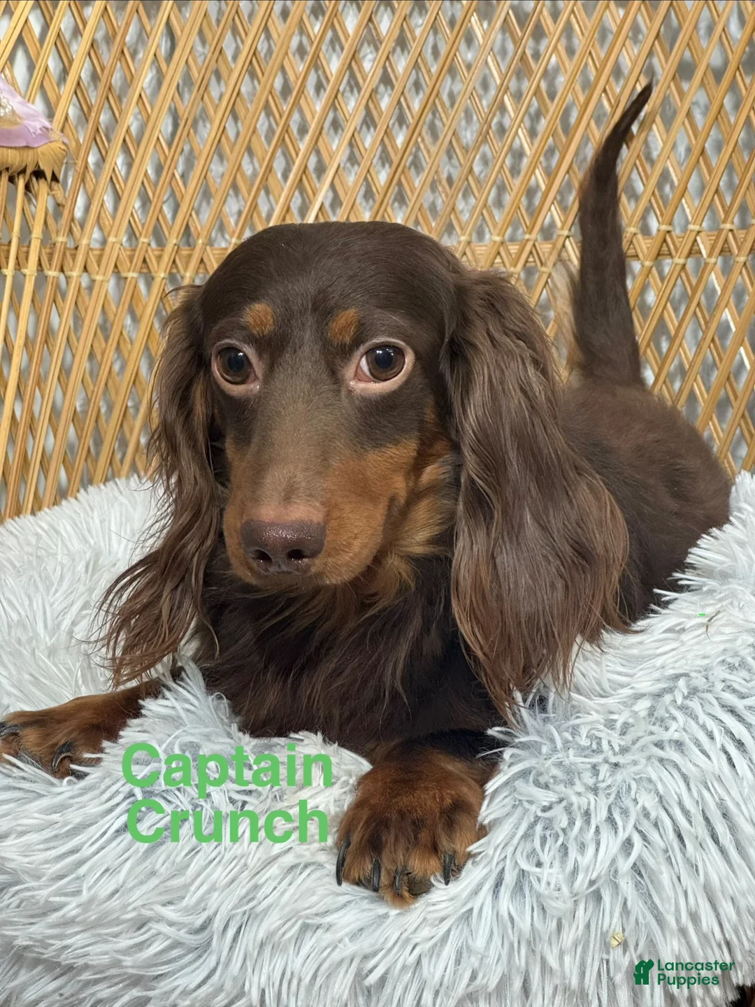 Miniature Dachshund dogs for sale: Diesel - Ad 6