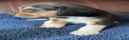 Beagle dogs for sale: Beagle 2 - Ad 6