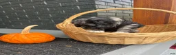 Cocker Spaniel dogs for sale: 🌪️🖤simon🌪️🖤 - Ad 3