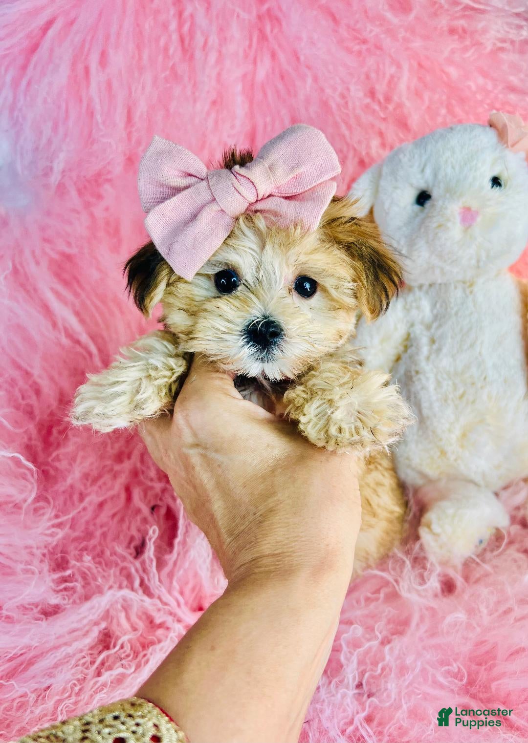 Morkie dogs Teacup Morkie 1 - Ad 1