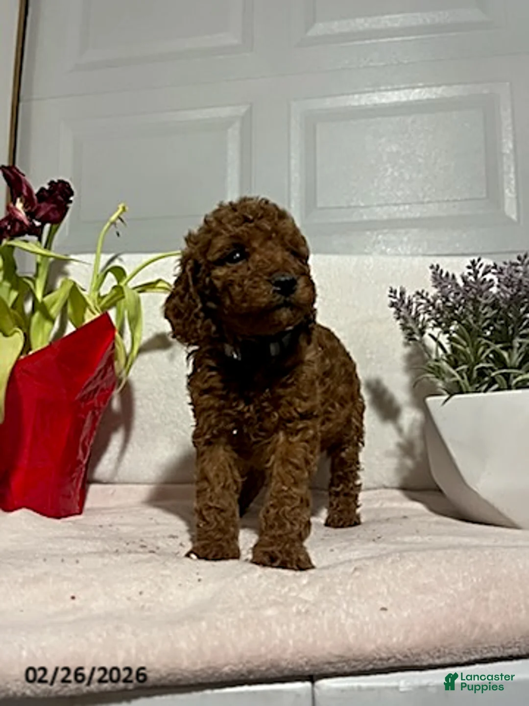 Miniature Poodle dogs for sale: Milo - Ad 5