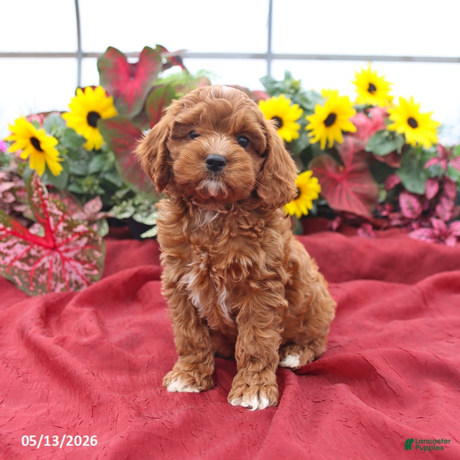 Cockapoo dogs Hero - Ad 1