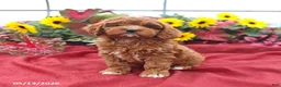 Cockapoo dogs for sale: Hero - Ad 1