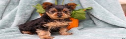 Yorkshire Terrier dogs for sale: Brady - Ad 3