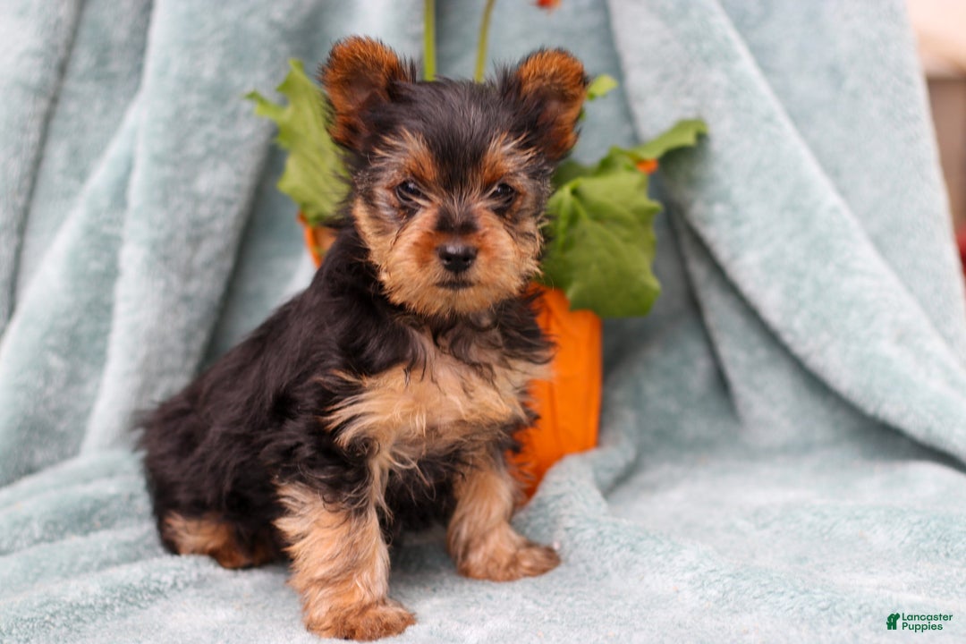 Yorkshire Terrier dogs for sale: Brady - Ad 3