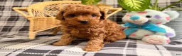 Toy Poodle dogs for sale: Jewel - Ad 1