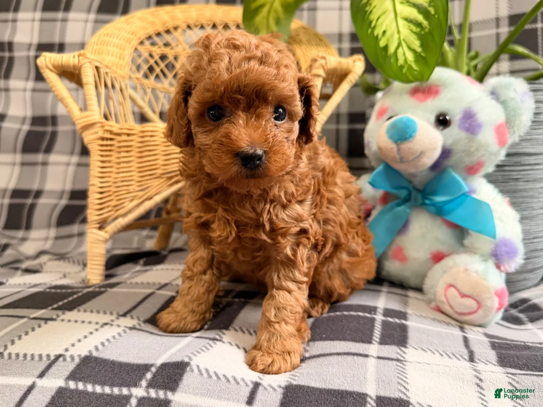 Toy Poodle dogs for sale: Jewel - Ad 1