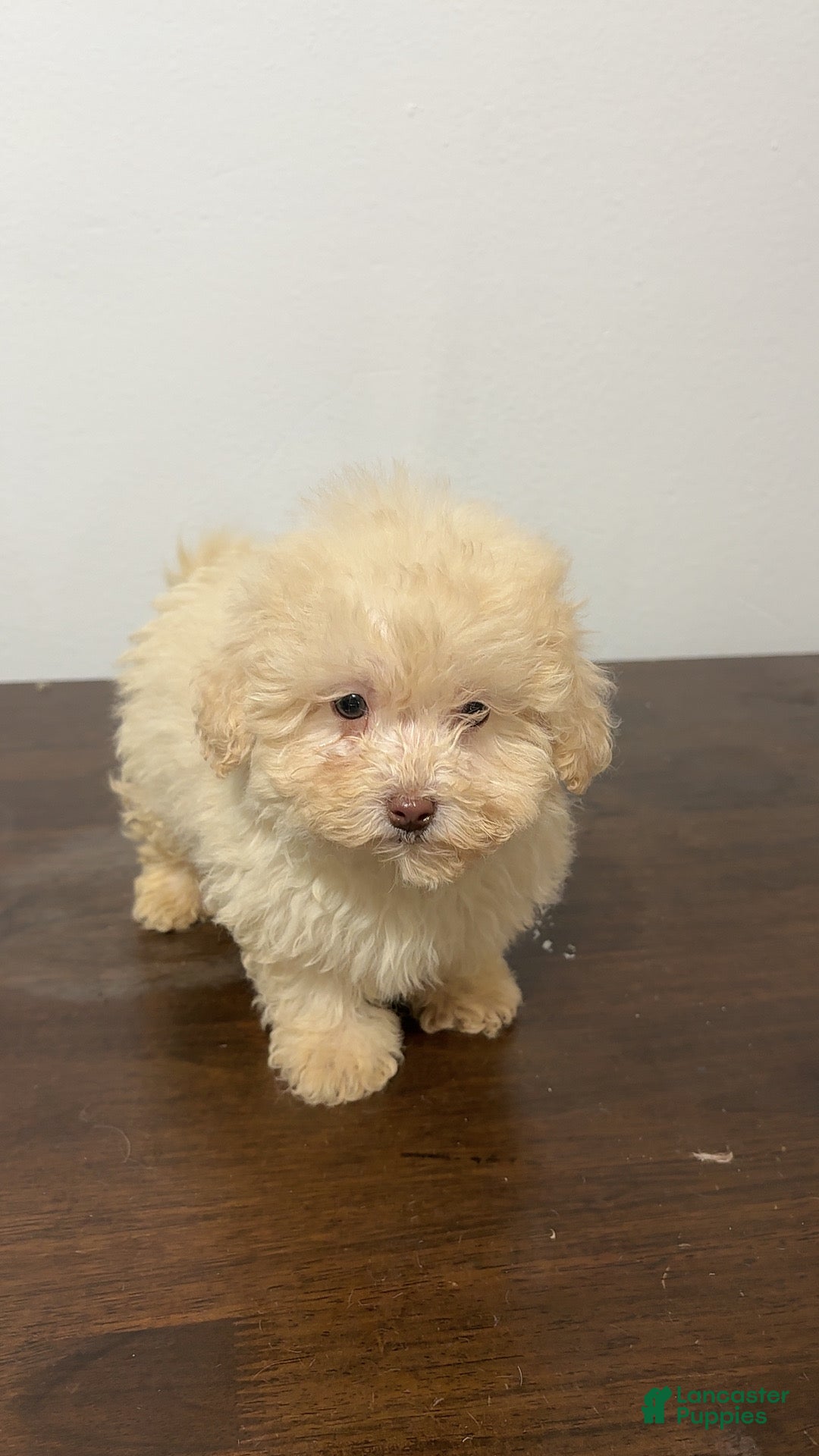 Miniature Poodle dogs for sale: Bella - Ad 4